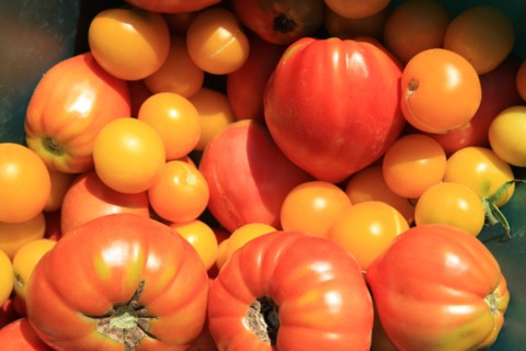 france, region midi pyrenees, tarn et garonne, varen, arnac, ferme de quyvie, sylvie et thierry bolmont, agriculture biologique, tomates, herbes aromatiques, alimentation, jardin, gite, colombier, tom...
