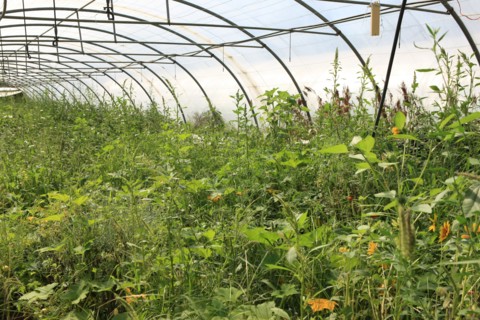 france, region midi pyrenees, tarn et garonne, varen, arnac, ferme de quyvie, sylvie et thierry bolmont, agriculture biologique, tomates, herbes aromatiques, alimentation, jardin, gite, colombier, ser...