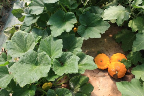france, region midi pyrenees, tarn et garonne, varen, arnac, ferme de quyvie, sylvie et thierry bolmont, agriculture biologique, tomates, herbes aromatiques, alimentation, jardin, gite, colombier, pat...
