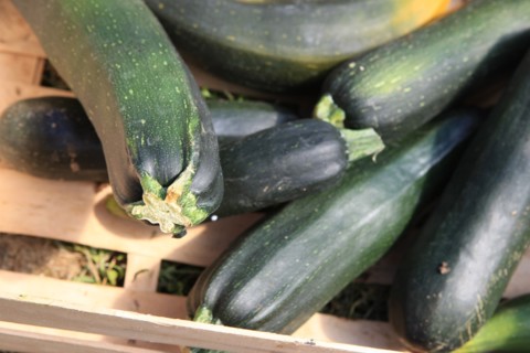 france, region midi pyrenees, tarn et garonne, varen, arnac, ferme de quyvie, sylvie et thierry bolmont, agriculture biologique, tomates, herbes aromatiques, alimentation, jardin, gite, colombier, cou...