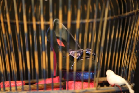 France, ile de france, paris 3e arrondissement, 27 rue charlot, boutique de chaussures Pring, creatrice, 
Date : 2011-2012