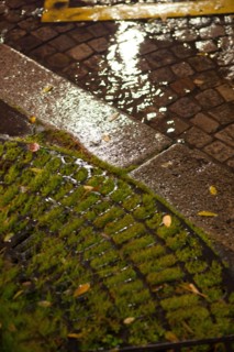 france, ile de france, paris, 14e arrondissement, nuit, matin, place denfert rochereau, grille au pied d'un arbre, nature, 

Date : decembre 2012