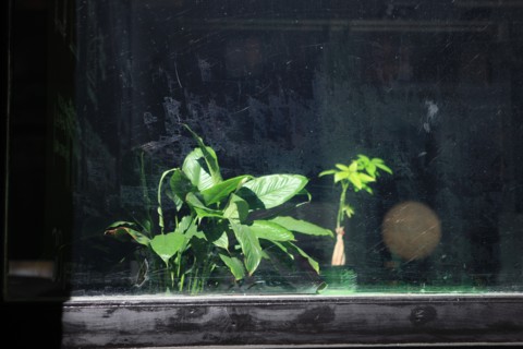 usa, state of New York, NYC, Manhattan, Soho, vitrine, plante verte,