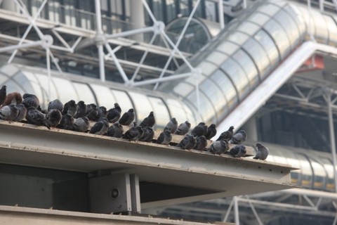 France, ile de france, paris 4 arrondissement, beaubourg, centre pompidou, architectes renzo piano et richard rogers, facade, chenille, pigeons sur l'espace brancusi.
Date : 2011-2012