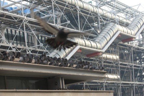 France, ile de france, paris 4 arrondissement, beaubourg, centre pompidou, architectes renzo piano et richard rogers, facade, chenille, pigeons sur l'espace brancusi.
Date : 2011-2012