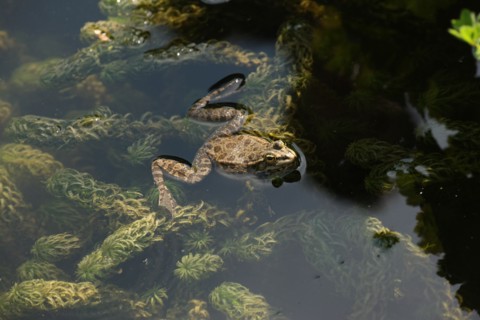 France, ile de france, paris 5e arrondissement, jardin des plantes, bassin, grenouille, reproduction, batraciens.
Date : 2011-2012