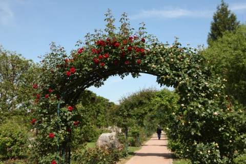 France, ile de france, paris 5e arrondissement, jardin des plantes, allee, rosier.
Date : 2011-2012