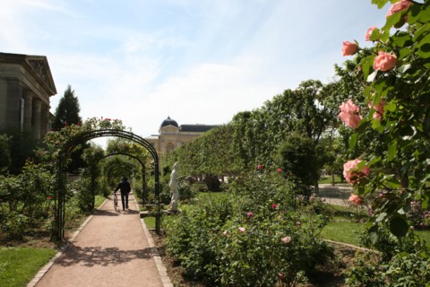 France, ile de france, paris 5e arrondissement, jardin des plantes, allee, rosier.
Date : 2011-2012