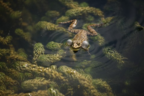 France, ile de france, paris 5e arrondissement, jardin des plantes, bassin, grenouille, reproduction, batraciens.
Date : 2011-2012