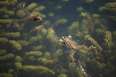 France, ile de france, paris 5e arrondissement, jardin des plantes, bassin, grenouille, reproduction, batraciens.
Date : 2011-2012