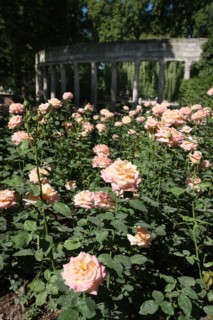 France, ile de france, paris, 8e arrondissement, parc monceau, jardin public, la naumachie, roses

Date : 2011-2012
