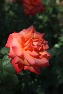 France, ile de france, paris, 8e arrondissement, parc monceau, jardin public, la naumachie, roses

Date : 2011-2012