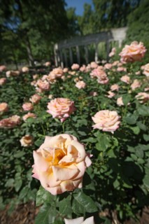 France, ile de france, paris, 8e arrondissement, parc monceau, jardin public, la naumachie, roses

Date : 2011-2012