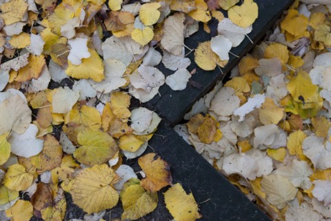 france, region ile de france, paris 7e arrondissement, rue de l'universite, esplanade des invalides, feuilles tombant des arbres, automne, feuilles jaunes,