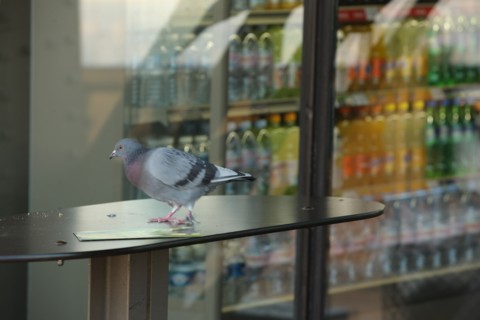 France, ile de france, paris 7e arrondissement, tour eiffel, vue depuis le 2e etage, pigeon, boutique,