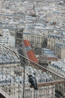 France, ile de france, paris 7e arrondissement, tour eiffel, interieur du monument concu par gustave eiffel, depuis le premier etage, panorama, pigeon,