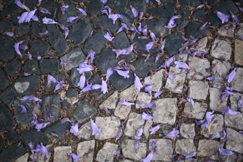 portugal, lisbonne, lisboa, signes de ville, lorgo do carmo,  paves, fleurs tombees des arbres, bairro alto, place, sol, voirie
Date : septembre 2011