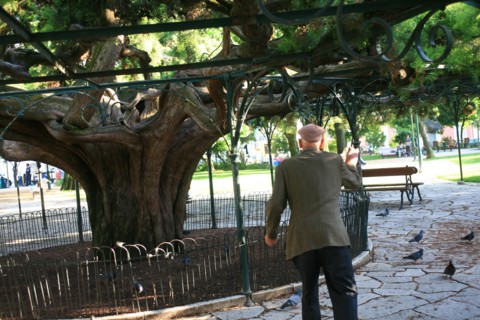 portugal, lisbonne, lisboa, signes de ville, principe real, arbres et circulation, senior nourrissant les oiseaux
Date : septembre 2011