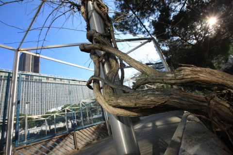 France, ile de france, paris 15e arrondissement, montparnasse, jardin atlantique, au dessus des voies de la gare montparnasse, arbre entrelace dans un poteau,