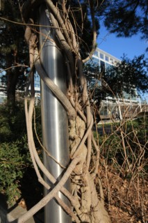 France, ile de france, paris 15e arrondissement, montparnasse, jardin atlantique, au dessus des voies de la gare montparnasse, arbre entrelace dans un poteau,