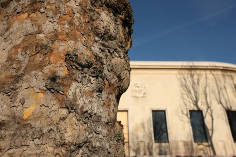 Tronc d'arbre et Palais de Tokyo, côté Avenue de New York, à Paris