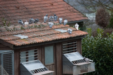 France, Region Ile de France, Hauts de Seine, Suresnes, fort du Mont Valerien, musee de la colombophilie militaire, pigeons, armee, defense, vaillant,