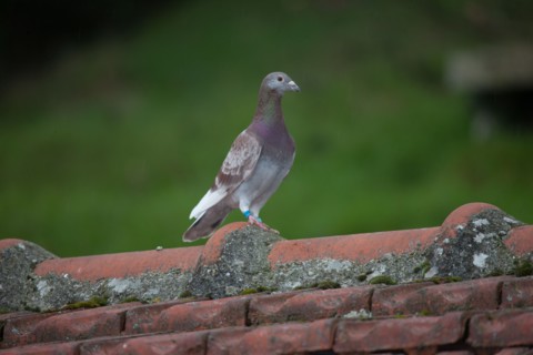 France, Region Ile de France, Hauts de Seine, Suresnes, fort du Mont Valerien, musee de la colombophilie militaire, pigeons, armee, defense, vaillant,