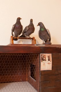 France, Region Ile de France, Hauts de Seine, Suresnes, fort du Mont Valerien, musee de la colombophilie militaire, pigeons, armee, defense, vaillant,