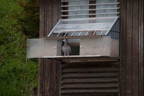 France, Region Ile de France, Hauts de Seine, Suresnes, fort du Mont Valerien, musee de la colombophilie militaire, pigeons, armee, defense, vaillant,