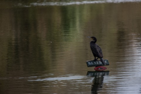 France, Region Ile de France, Hauts de Seine, Ville d'Avray, 53 rue de Versailles, Etangs de Corot, oiseau, cormoran,