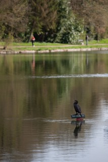 France, Region Ile de France, Hauts de Seine, Ville d'Avray, 53 rue de Versailles, Etangs de Corot, oiseau, cormoran,