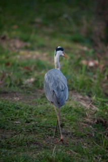 France, Region Ile de France, Hauts de Seine, Ville d'Avray, 53 rue de Versailles, Etangs de Corot, oiseau, heron cendre,