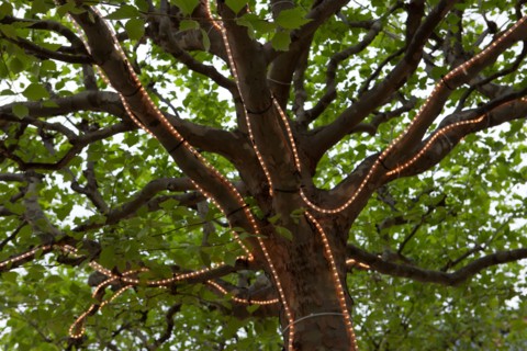 Allemagne, Germany, Berlin, Scheunenviertel, quartier des Granges, arbre et guirlandes lumineuses,