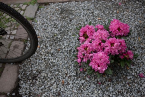 Allemagne (Germany), Berlin, Prenzlauer Berg, rhododendron et velo,