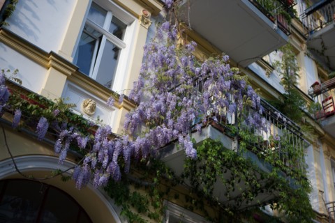 Allemagne (Germany), Berlin, Prenzlauer Berg, Oderberger Strasse, glycine,