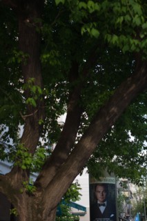 Allemagne (Germany), Berlin, Prenzlauer Berg, Oderberger Strasse, arbre et affiche Gatsby le Magnifique avec Leonardo di Caprio,