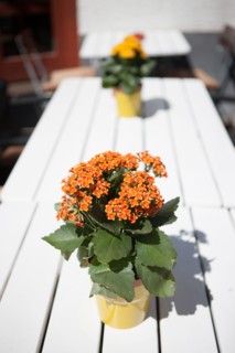 Allemagne (Germany), Berlin, Friedrichshain, immeuble, ancien Berlin Est, pot de fleur sur table de restaurant, terrasse,