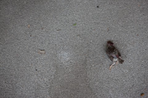 Allemagne (Germany), Berlin, Museuminsell (Ile aux Musees), moineau mort,