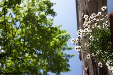 Allemagne (Germany), Berlin, Prenzlauer Berg, facades immeubles,