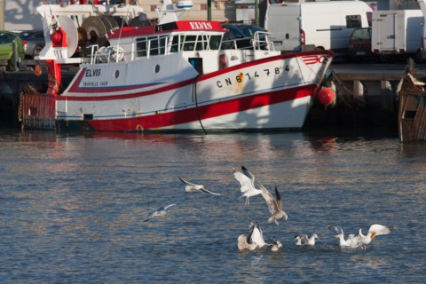 France, region Basse Normandie, Calvados, Cote fleurie, Trouville-sur-Mer, port, chalutiers a quai, mouettes, eau, la Touques,