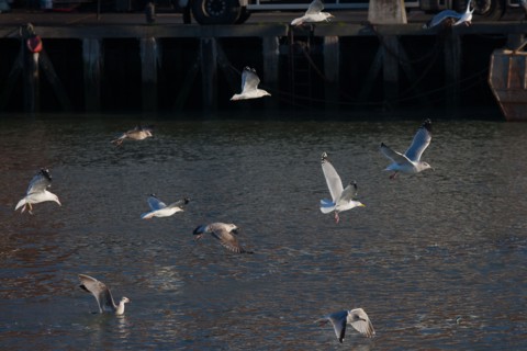 France, region Basse Normandie, Calvados, Cote fleurie, Trouville-sur-Mer, port, chalutiers a quai, mouettes, eau, la Touques,