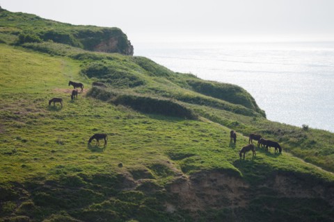 France, region Haute Normandie, Seine Maritime, pays des hautes falaises, Etretat, Valleuse d'Antifer, le tilleul,