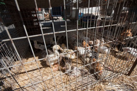 France, Ile de France, Essonne, Milly-la-Foret, halles du marche,
Mention obligatoire : CRT PIdF