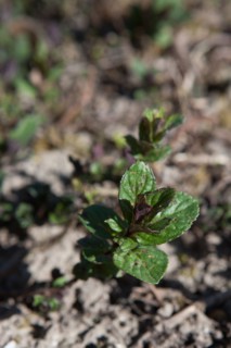 France, Ile de France, Essonne, Milly-la-Foret, Conservatoire national des Plantes, menthe poivree, specialite de Milly,
Mention obligatoire : CRT PIdF