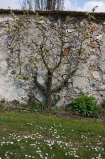France, Ile de France, Seine-Saint-Denis, Montreuil-sous-Bois, 4 rue du Jardin Ecole, horticulture, Societe Regionale d'Horticulture de Montreuil, SRHM, murs a peches.