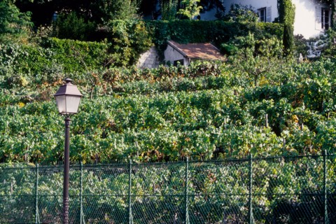 France, Ile de France, Paris 18e arrondissement, rue Saint-Vincent, vignes de Montmartre, raisin, vignoble,
