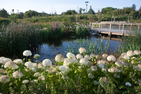 France, région Pays de la Loire, Loire Atlantique, Pornic, ria de Pornic, jardin paysagé.