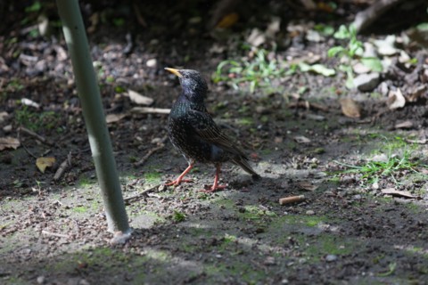 France, Région Ile de France, Paris 6e arrondissement, Jardin du Luxembourg, petit oiseau,