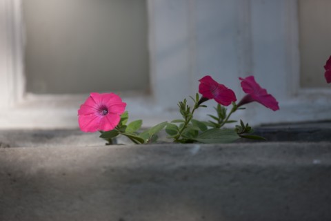 France, Région Ile de France, Paris 6e arrondissement, Jardin du Luxembourg, fleurs de pétunia sur