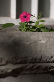 France, Région Ile de France, Paris 6e arrondissement, Jardin du Luxembourg, fleurs de pétunia sur